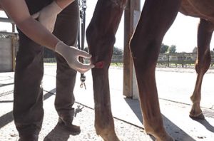Vet examining a wound on a horse's hock