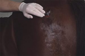 Gloved hand puts manuka honey onto a wound on a horse's rump